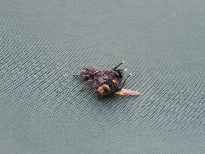 SHELOB 009.jpg (1 MB)